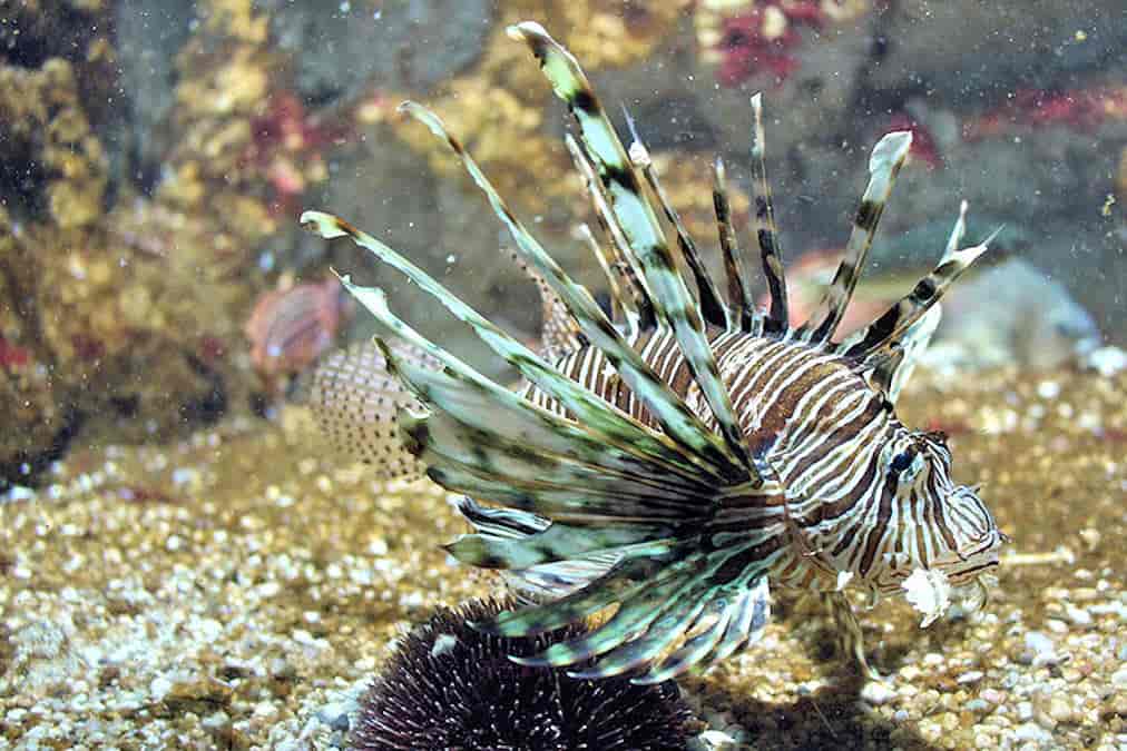 Aquarium de Rhodes