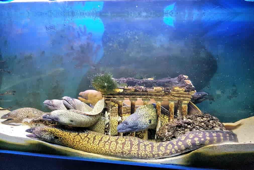 Aquarium de Rhodes