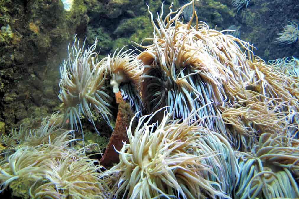 Aquarium de Rhodes