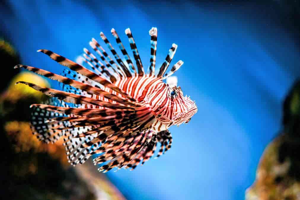 Aquarium de Rhodes