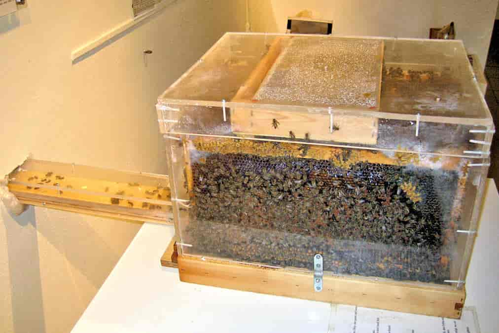 Musée des Abeilles